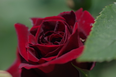IMGP3864