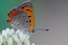 IMGP1437
