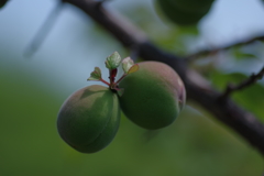 IMGP3868