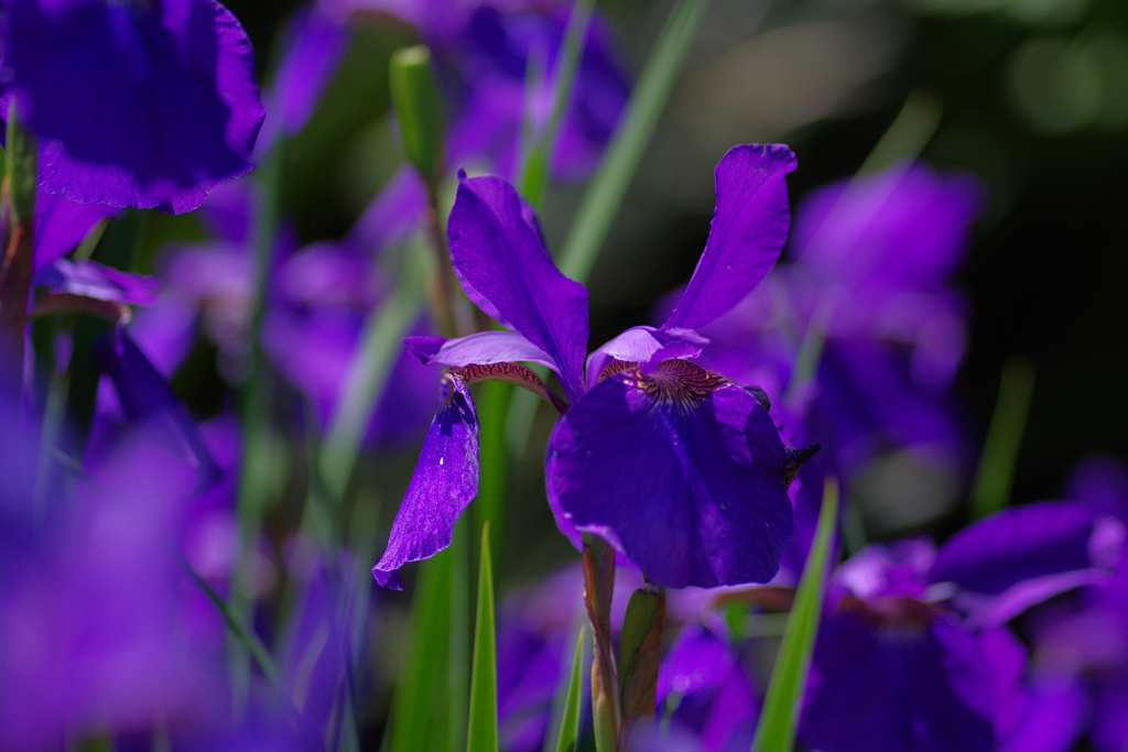 IMGP3869