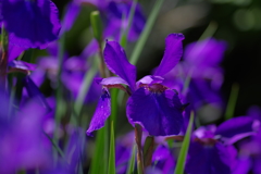 IMGP3869