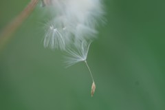 IMGP1267