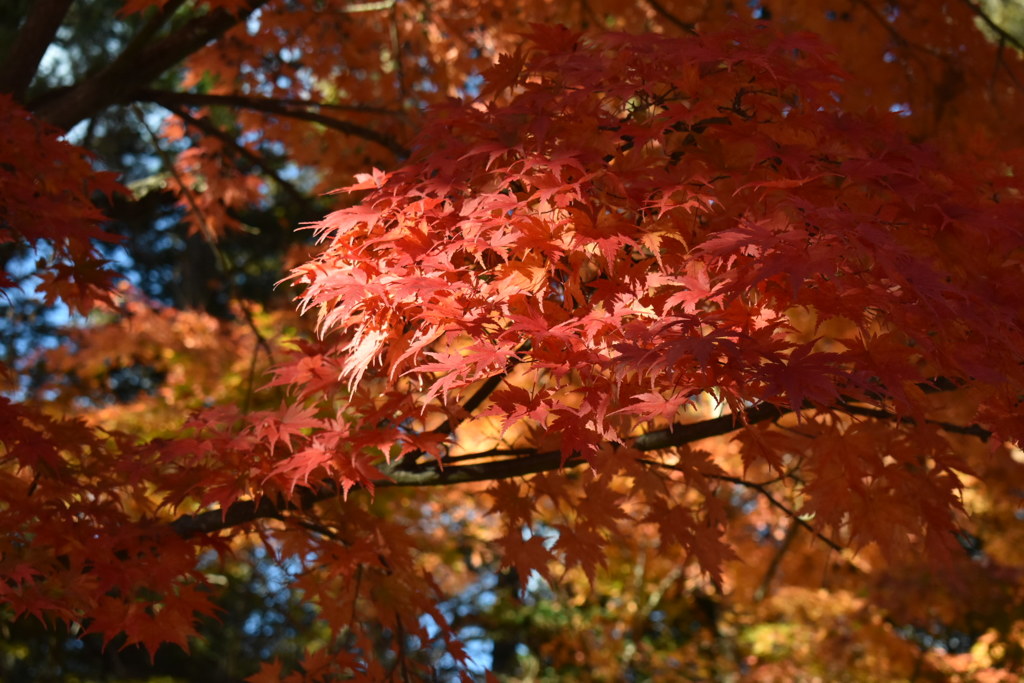 軽井沢の紅葉