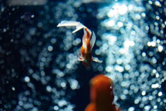 金魚