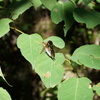 DSC01239