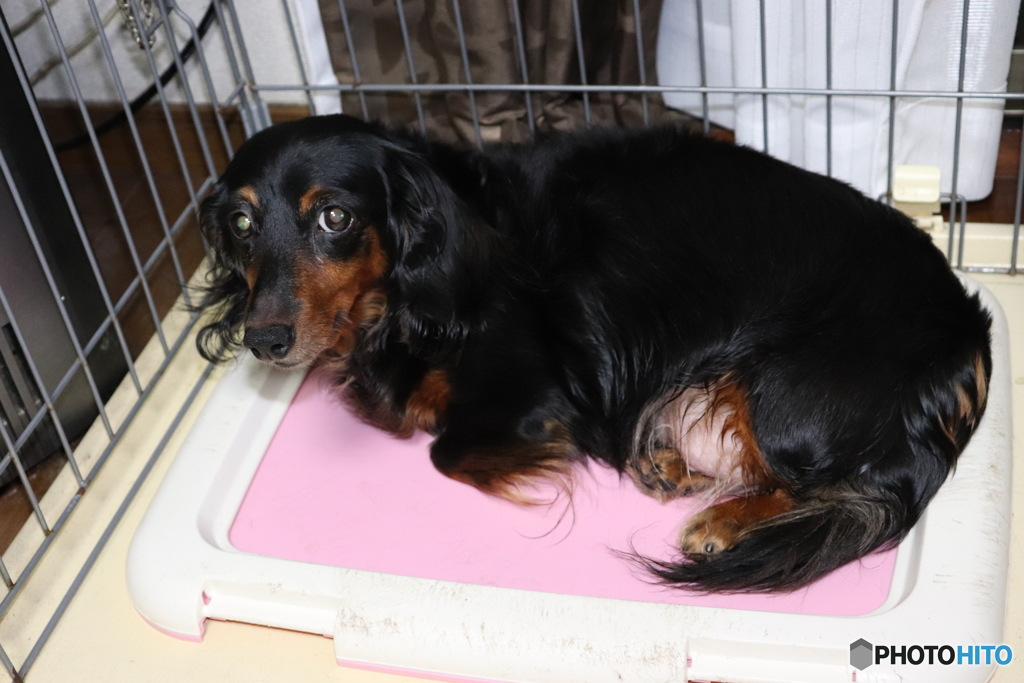愛犬ミルキー