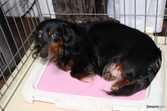 愛犬ミルキー