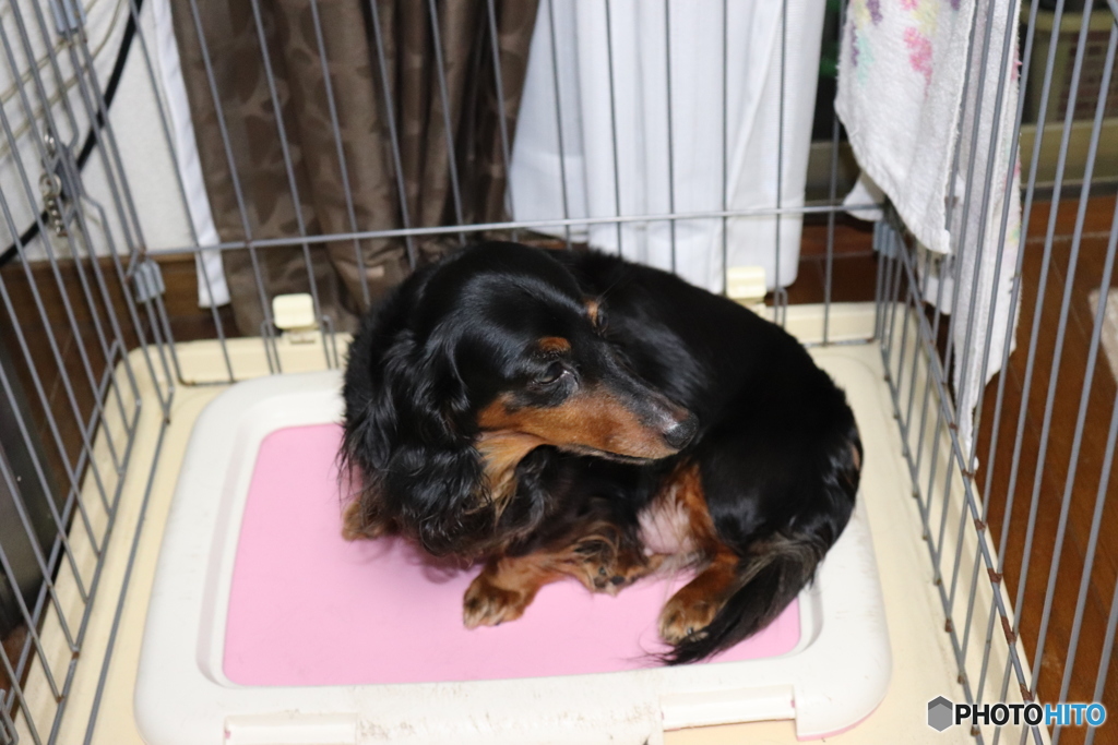 愛犬ミルキー