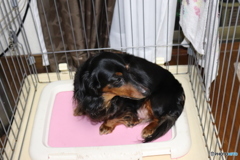 愛犬ミルキー