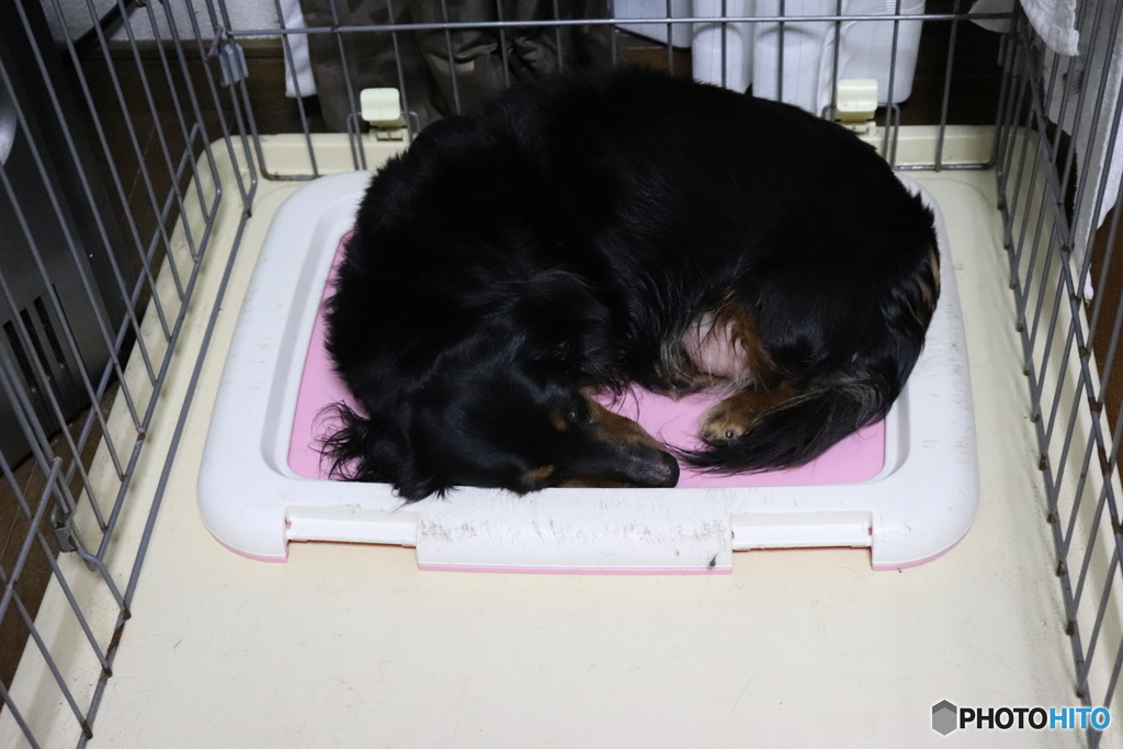 愛犬ミルキー