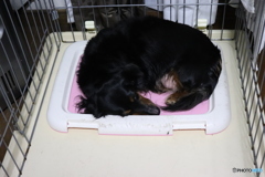 愛犬ミルキー