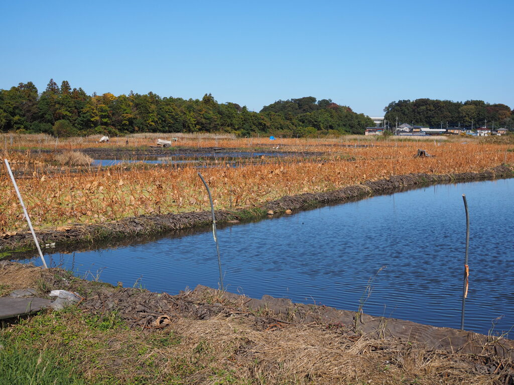 収穫後のレンコン畑