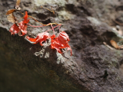 筑波山の紅葉2