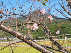 10月桜と筑波山