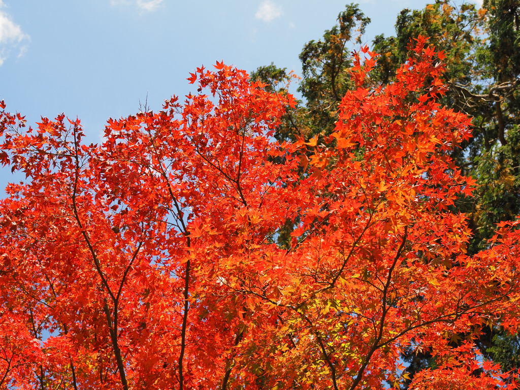 筑波山の紅葉