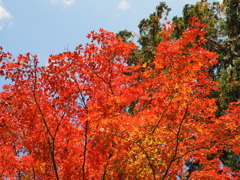 筑波山の紅葉