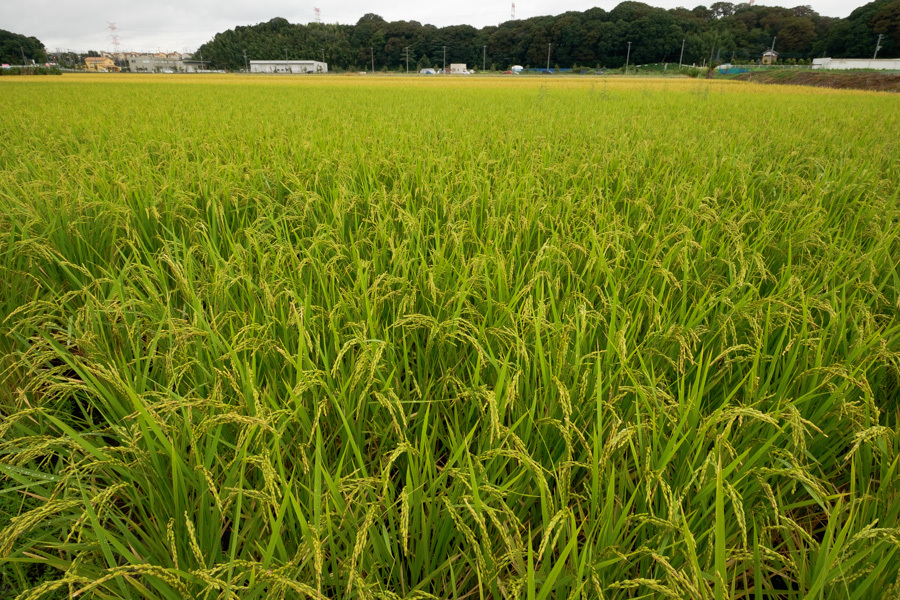 秋が来た