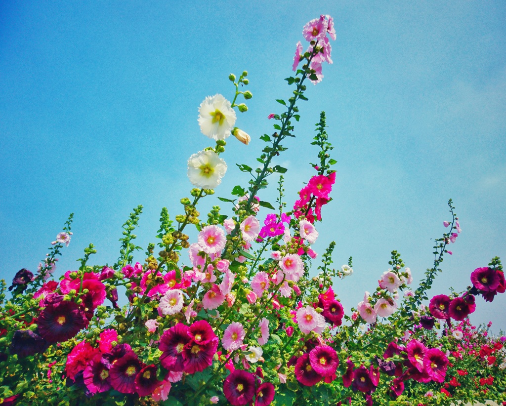 reach the sky