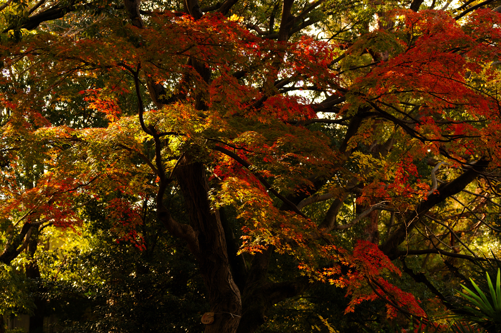 武蔵関公園の紅葉（2）