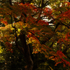 武蔵関公園の紅葉（2）