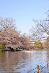 2020桜(2)