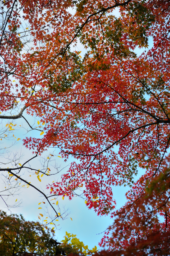 武蔵関公園の紅葉（1）