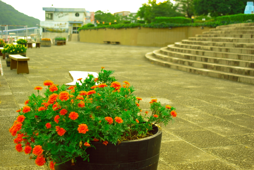 階段前の寄植え