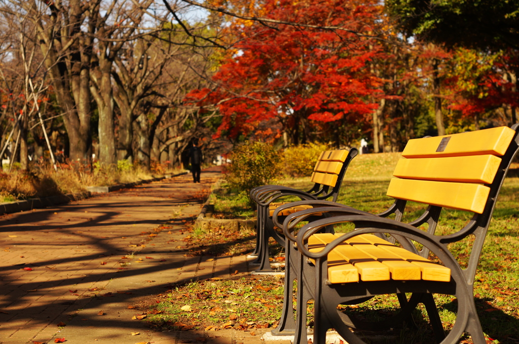 ベンチ並びに紅葉と影