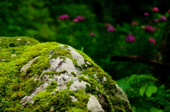 苔岩