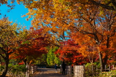 色、迎える道