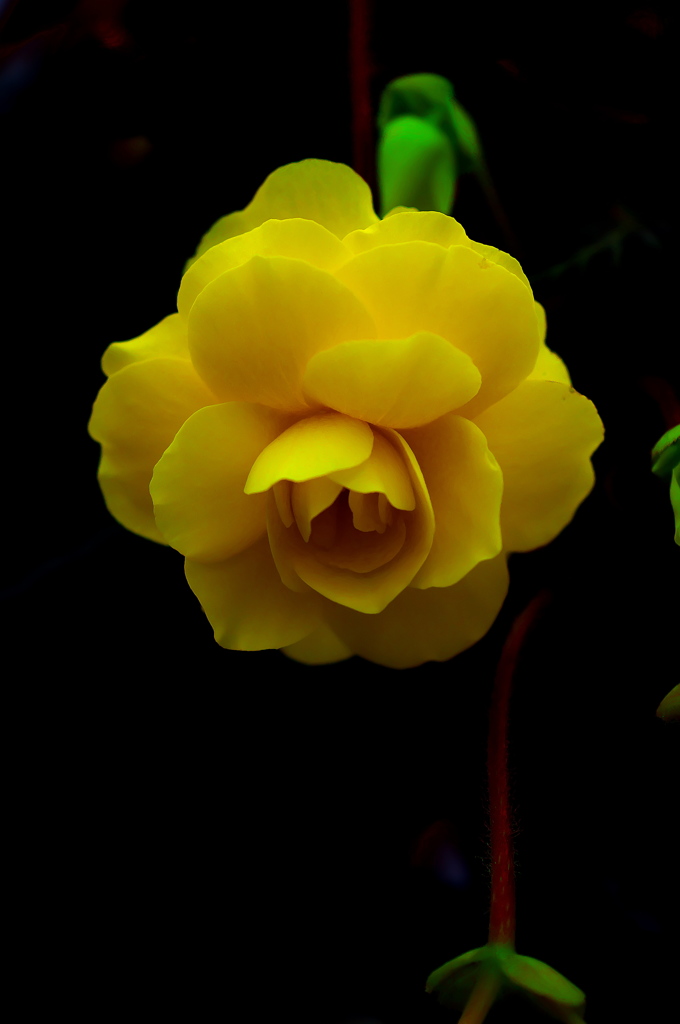 ぬらりと垂れ下がる花弁