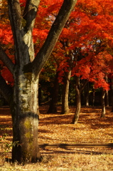 朱の葉、影に落ちる頃