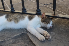 おひるねこ