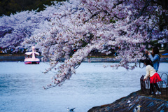 明石公園　桜