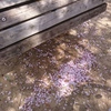 公園 桜