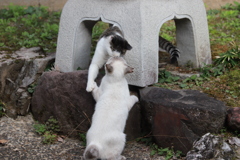 猫と猫