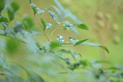 雨上がり3