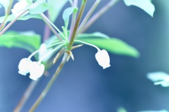 我が家の庭にて2