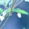 我が家の庭にて2