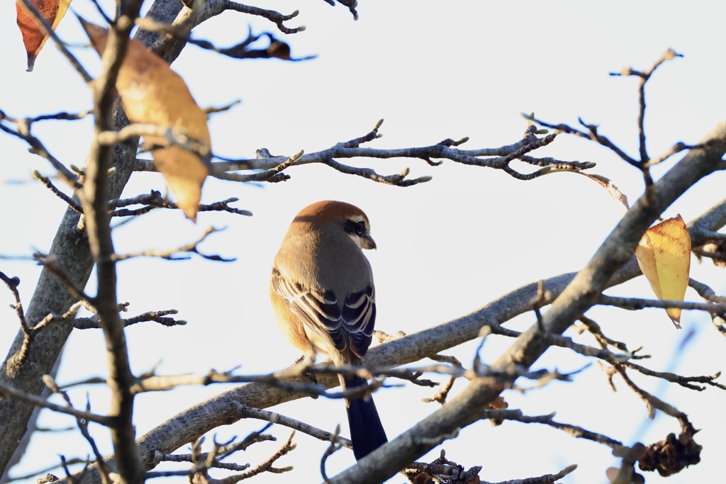 秋の後ろ姿