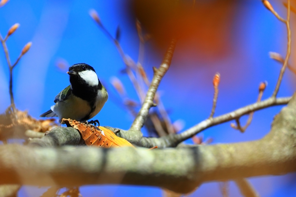 ちょっとおすまし