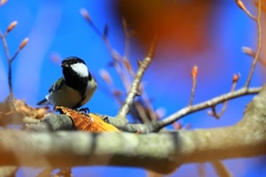 ちょっとおすまし
