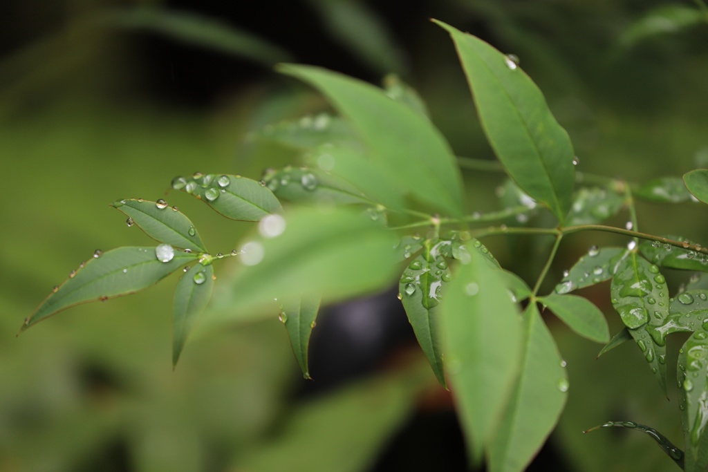 雨上がり