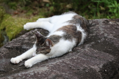 我が家の庭にてその11