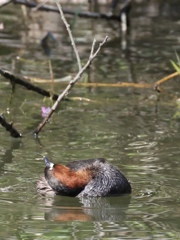 カイツブリの幼鳥1
