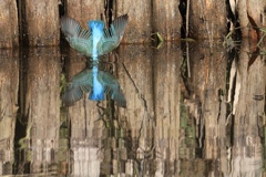 決定的瞬間? 犬神家の一族、、、