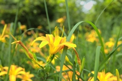 夏の黄色