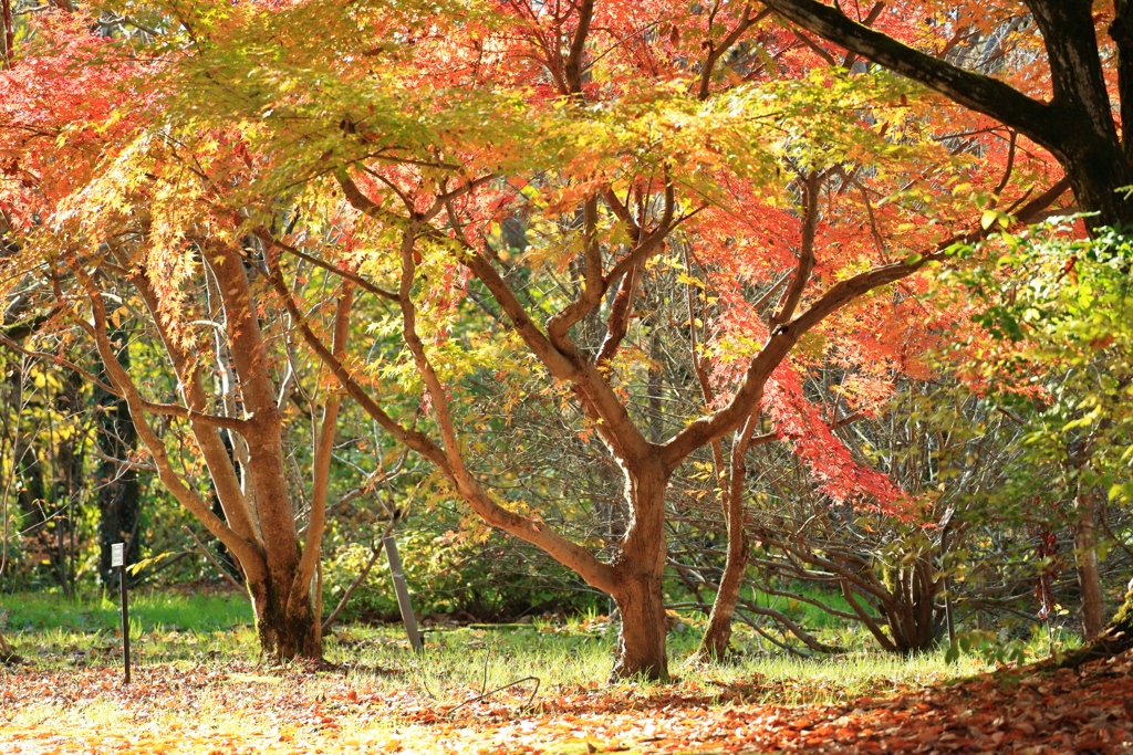 晩秋の木漏れ日