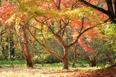 晩秋の木漏れ日