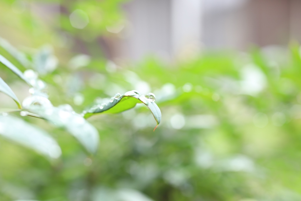 雨上がり4